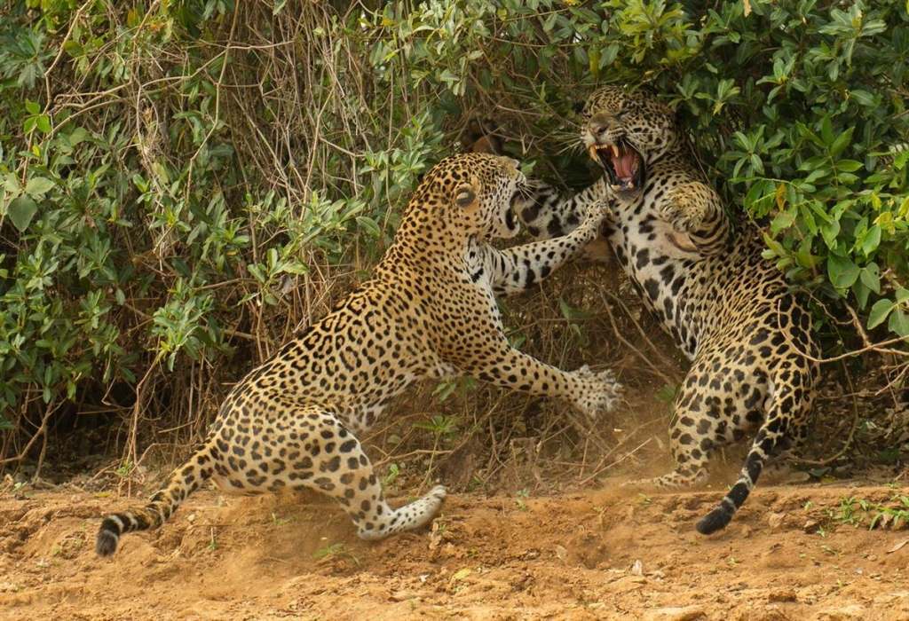 Победители фотоконкурса Wildlife Photographer of the Year