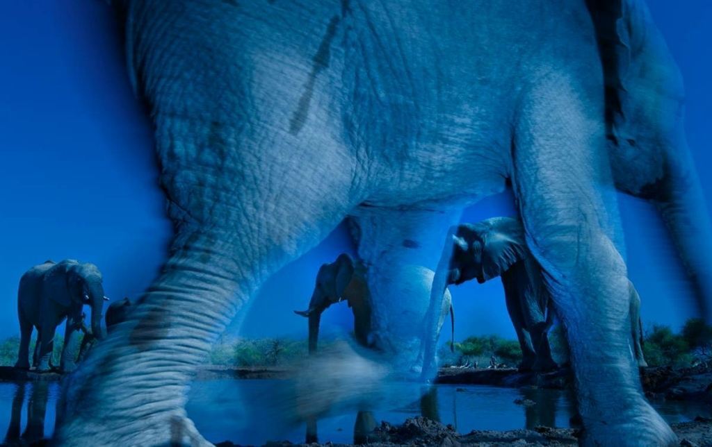 Переможці фотоконкурсу Wildlife Photographer of the Year