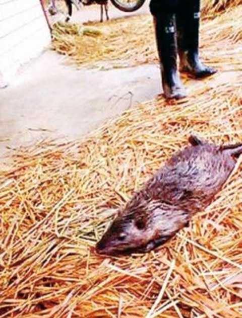 В Китае поймали гигантскую "бронированную" крысу