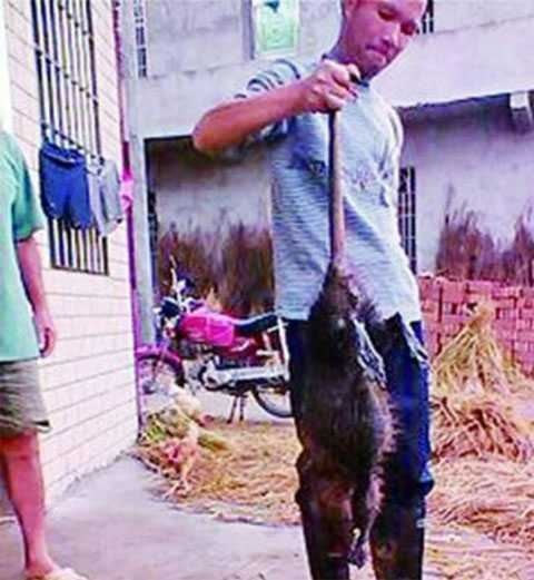В Китае поймали гигантскую "бронированную" крысу