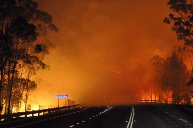 В Австралии из-за лесных пожаров ввели режим ЧС