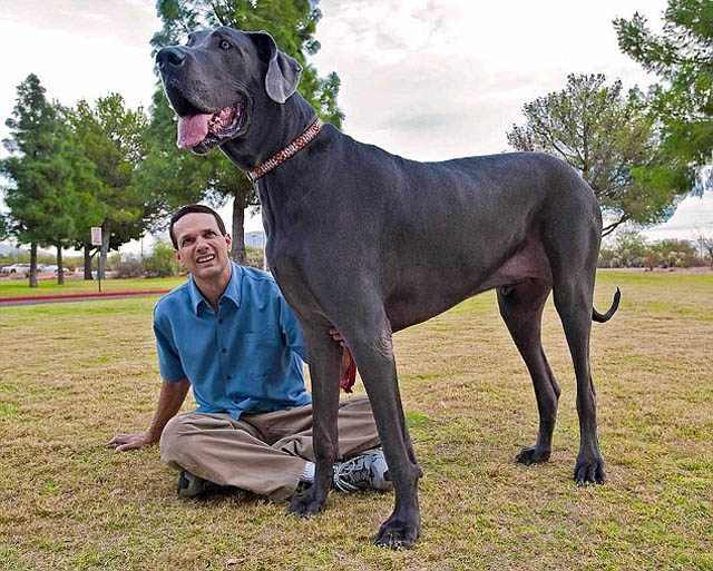 Умер самый высокий пес в мире