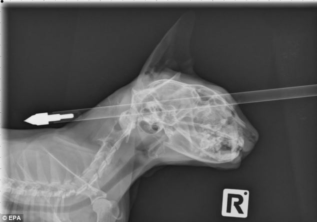 В Новой Зеландии успешно вынули пробившую голову кота стрелу