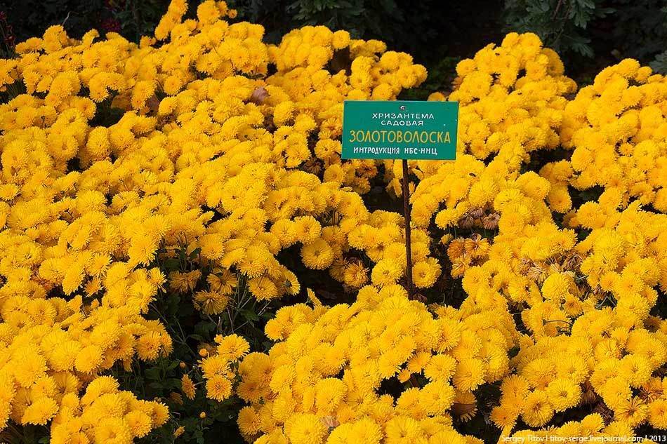 В Никитском ботсаду проходит выставка хризантем