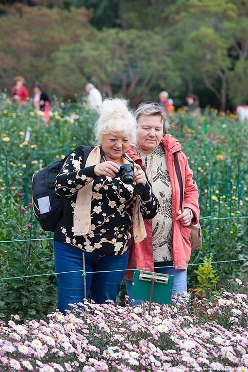В Никитском ботсаду проходит выставка хризантем
