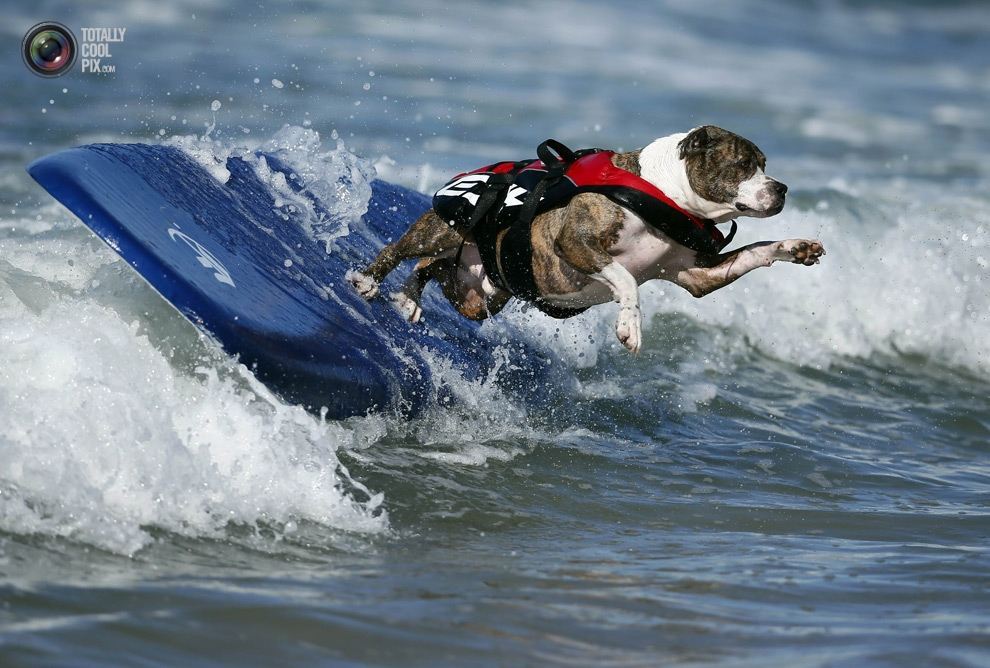 Соревнование по собачьему сeрфингу