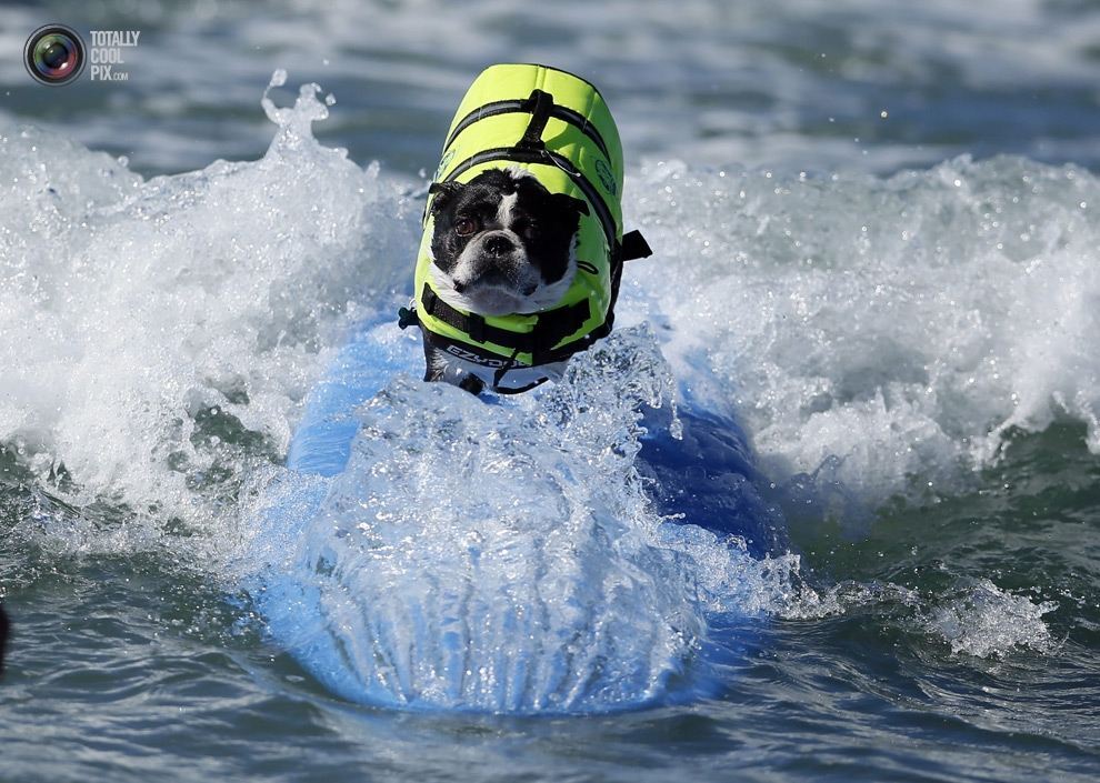 Змагання з собачому сeрфінгу