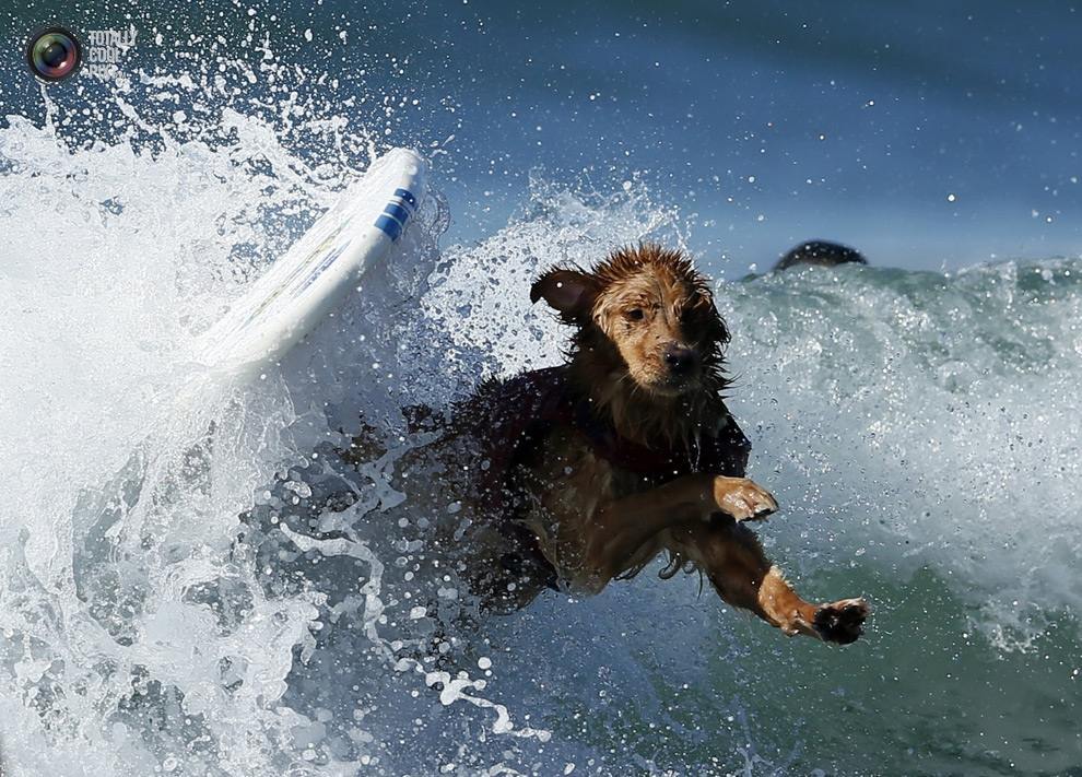 Соревнование по собачьему сeрфингу