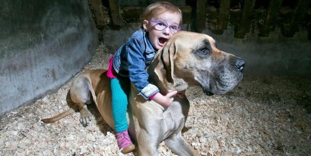 Страдающую эпилепсией 3-летнюю девочку регулярно спасает ее пес