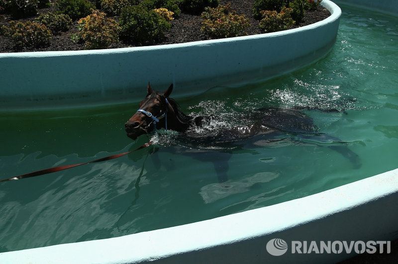 Летающий фигурист и плавающая лошадь - лучшие кадры недели