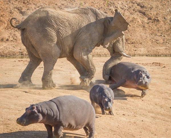 Нападение слона на бегемота в Африке: впечатляющие фото