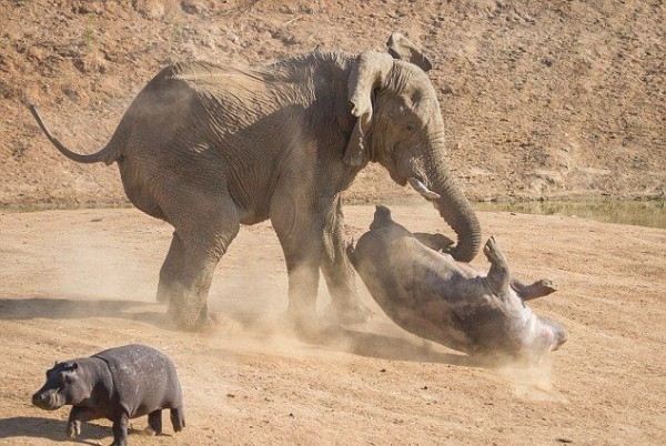 Нападение слона на бегемота в Африке: впечатляющие фото