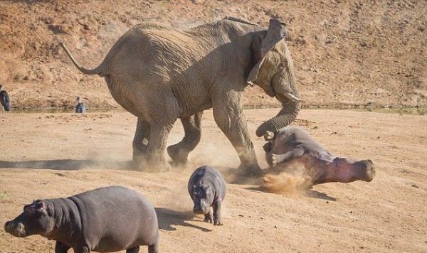 Напад слона на бегемота в Африці: вражаючі фото