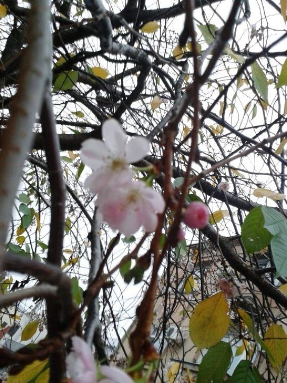 Осіннє диво: в Мукачево розцвіла сакура