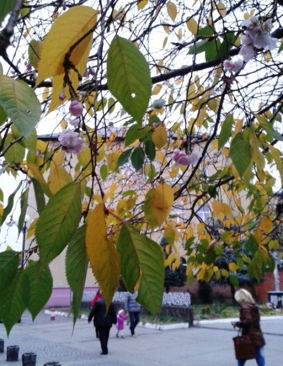 Осеннее чудо: в Мукачево расцвела сакура