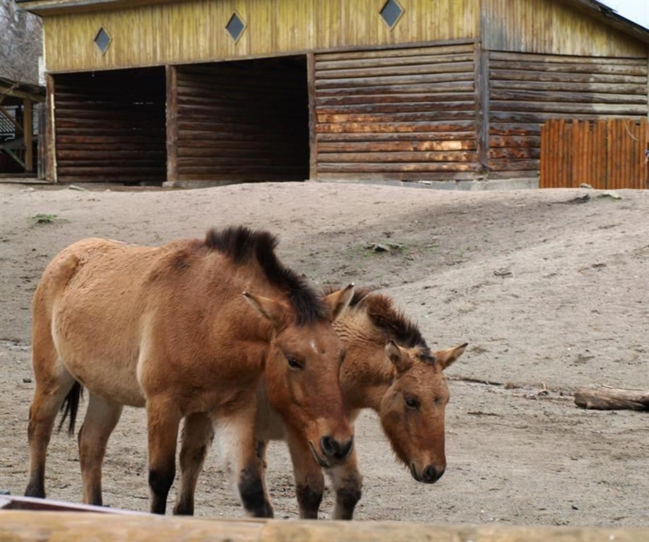 Киевский зоопарк показал подросших зверенышей