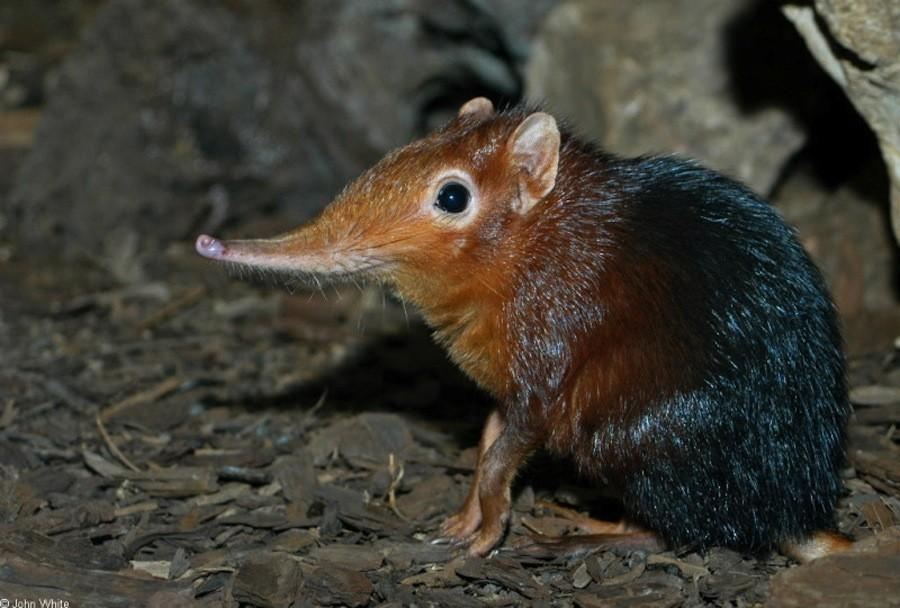 Игры матушки-природы: невероятные животные