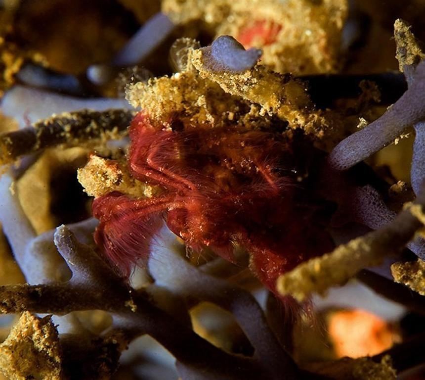 Игры матушки-природы: невероятные животные