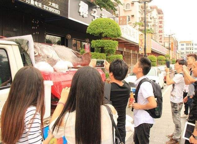 В Китае выловили гигантского окуня