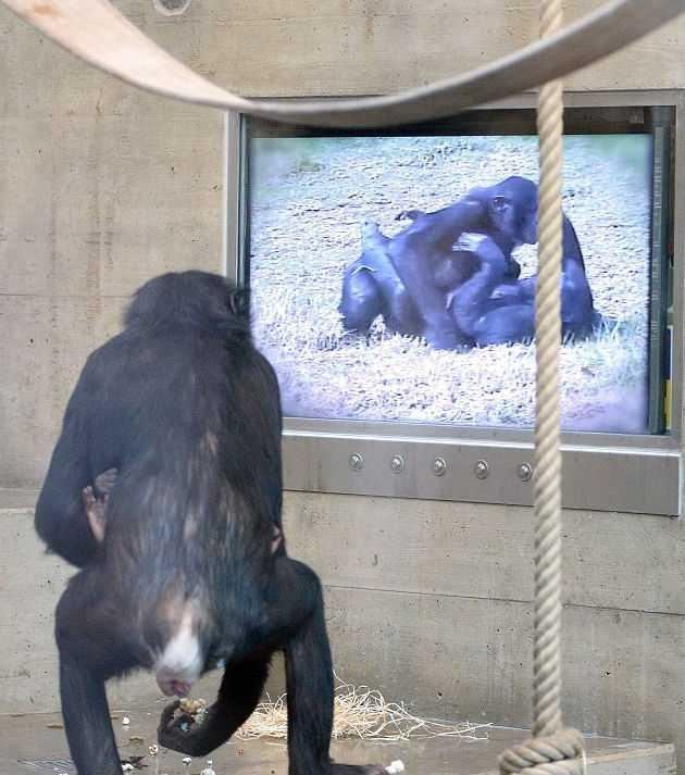 Вместо порнофильмов обезьяны выбирают бананы