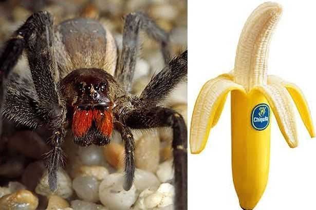 Супруги купили бананы со смертельно опасными пауками