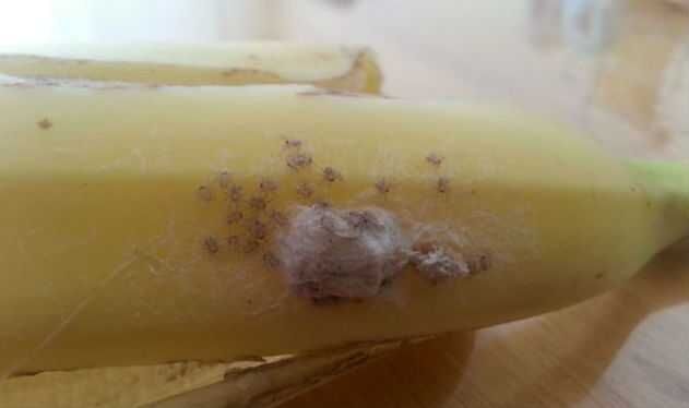 Супруги купили бананы со смертельно опасными пауками