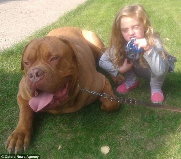 Огромный пес затоптал на смерть 4-летнюю девочку в Британии