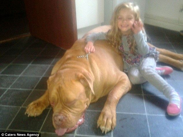 Величезний пес затоптав на смерть 4-річну дівчинку в Британії