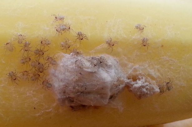 Британська сім'я виявила у зв'язці бананів смертельно отруйних павуків