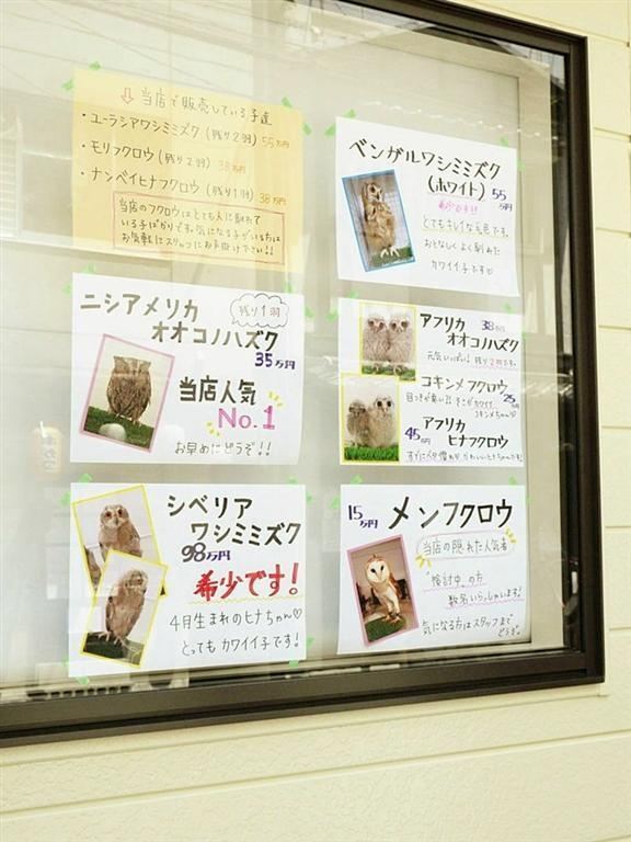 В Японии открылось совиное кафе