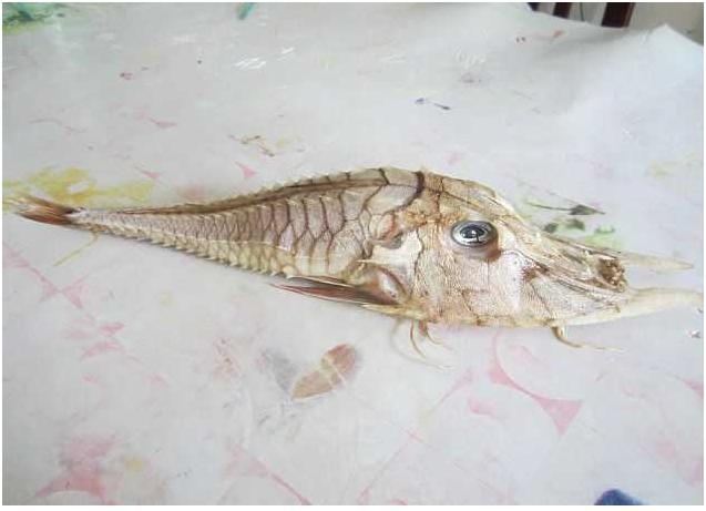 В Малайзии поймали неизвестное науке морское существо
