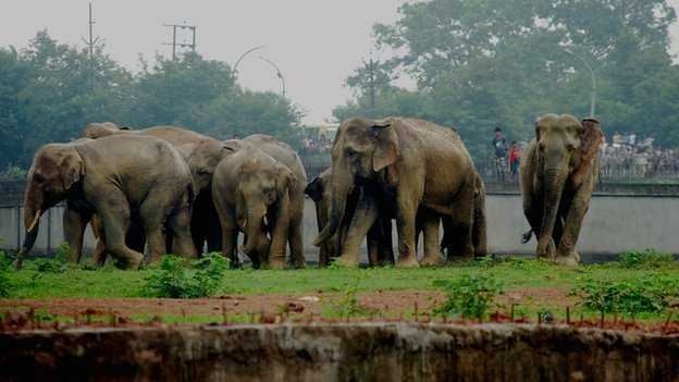 В Индии девочка попросила слонов уйти из города