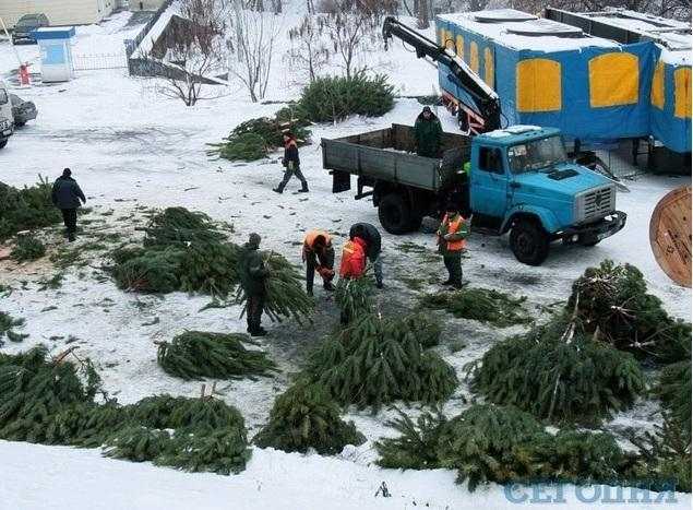 В центре Киева ставят 14-метровую елку