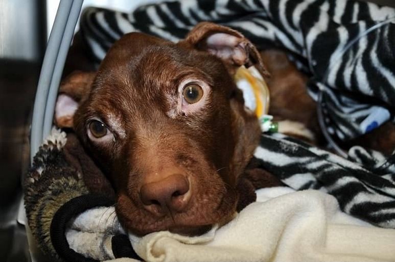 Невероятная история спасения собаки взорвала Facebook