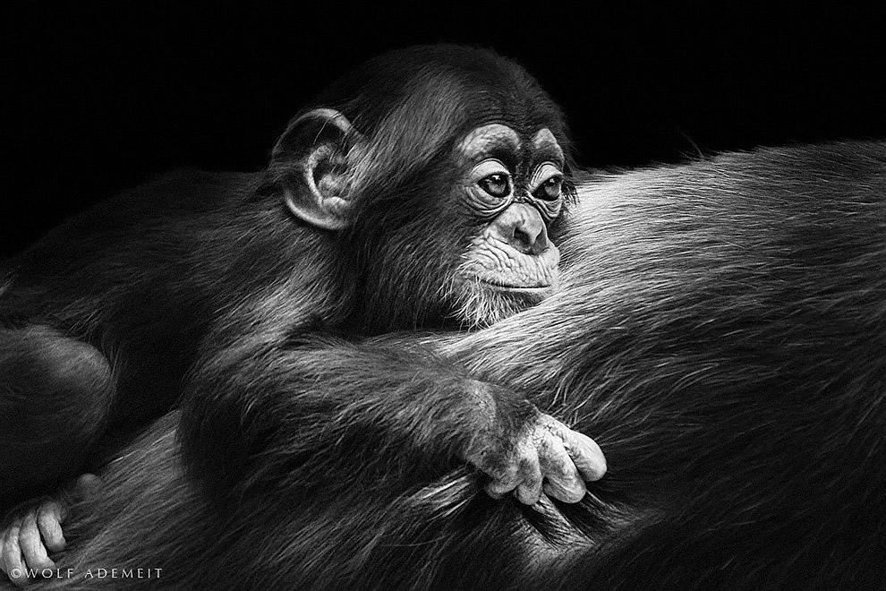 Самые потрясающие научные фото 2013