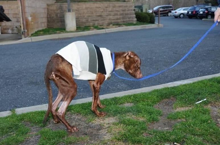 Неймовірна історія порятунку собаки підірвала Facebook