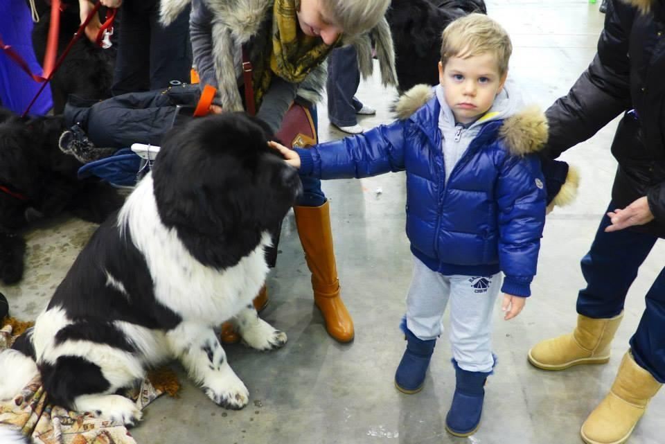 Нардеп Миримский сводил семью на выставку собак