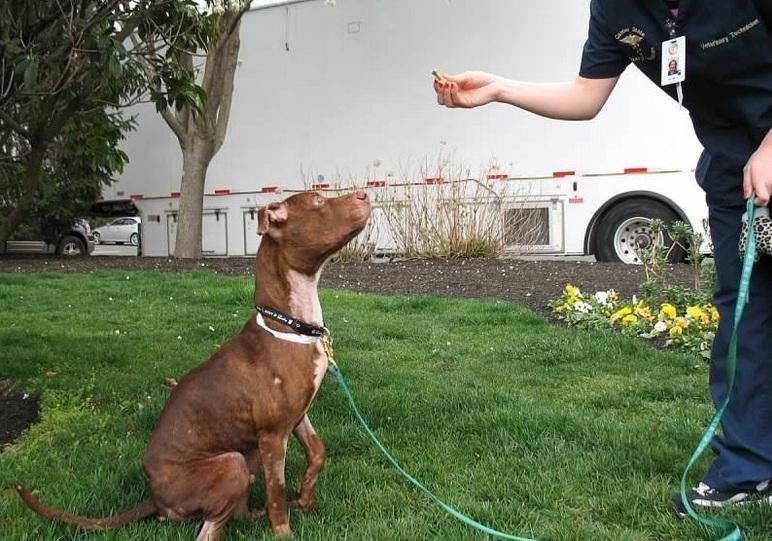 Неймовірна історія порятунку собаки підірвала Facebook