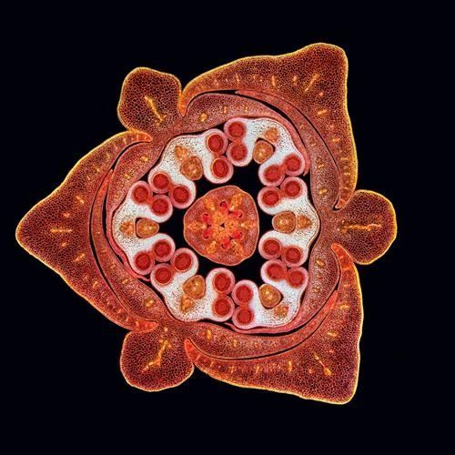 Названы десять лучших научных фото года