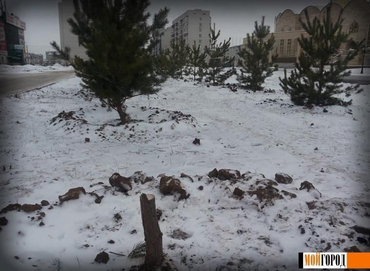 В Казахстане девушка на спор спилила городскую елку