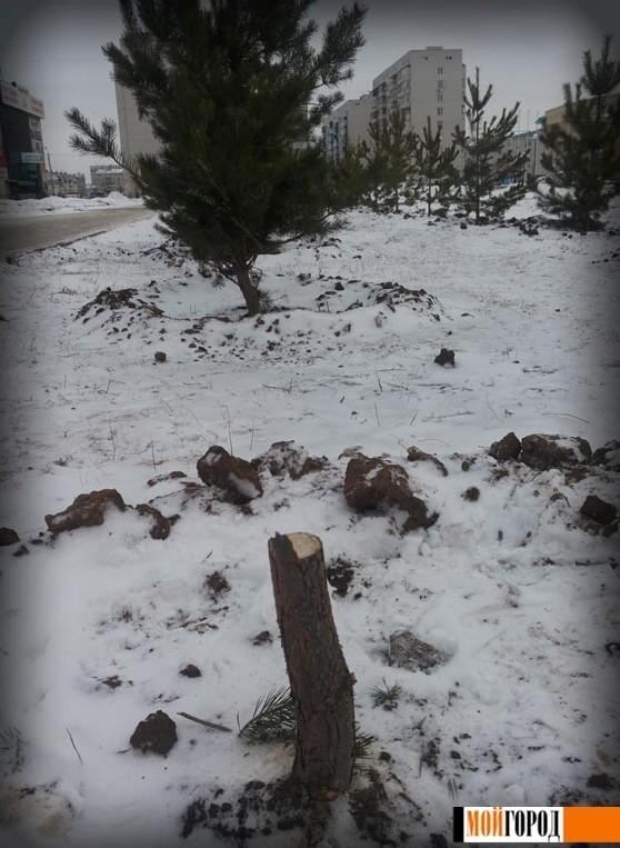 В Казахстане девушка на спор спилила городскую елку