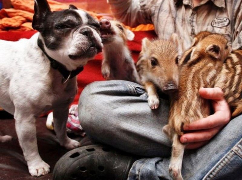 Самые трогательные примеры дружбы среди животных