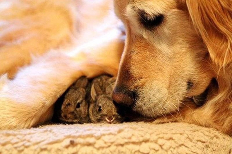 Найзворушливіші приклади дружби серед тварин