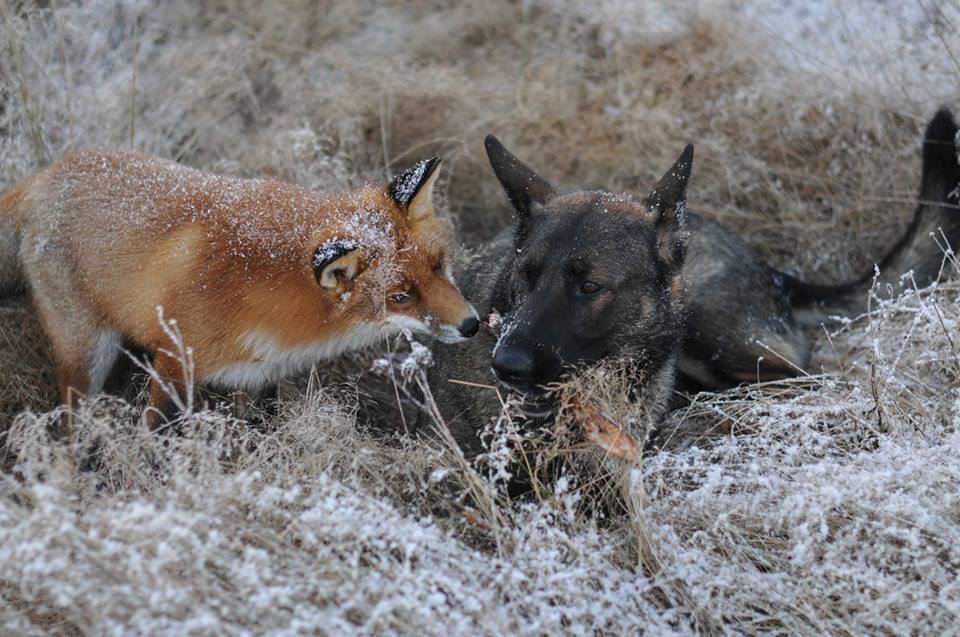 Неможлива дружба: лисиця і мисливський пес