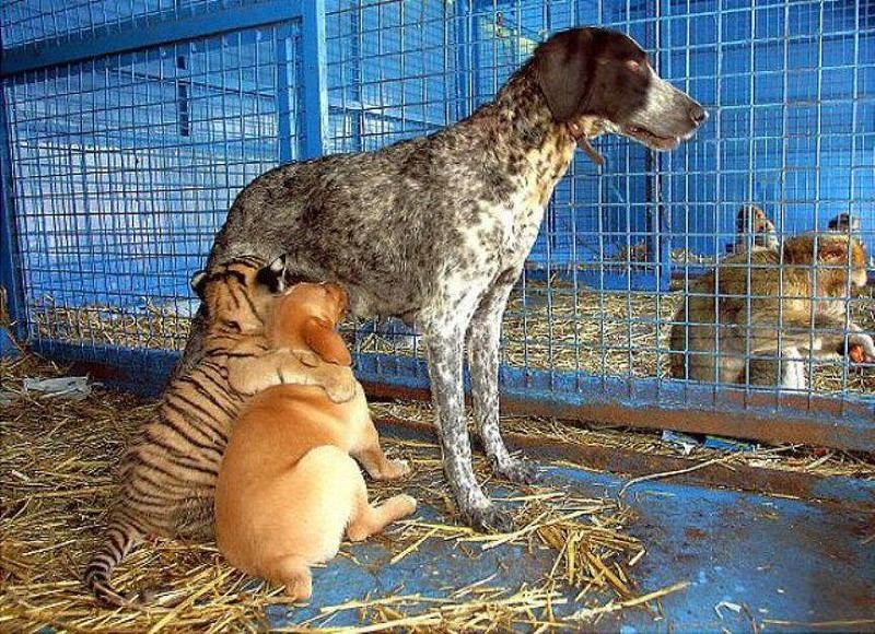 Самые трогательные примеры дружбы среди животных