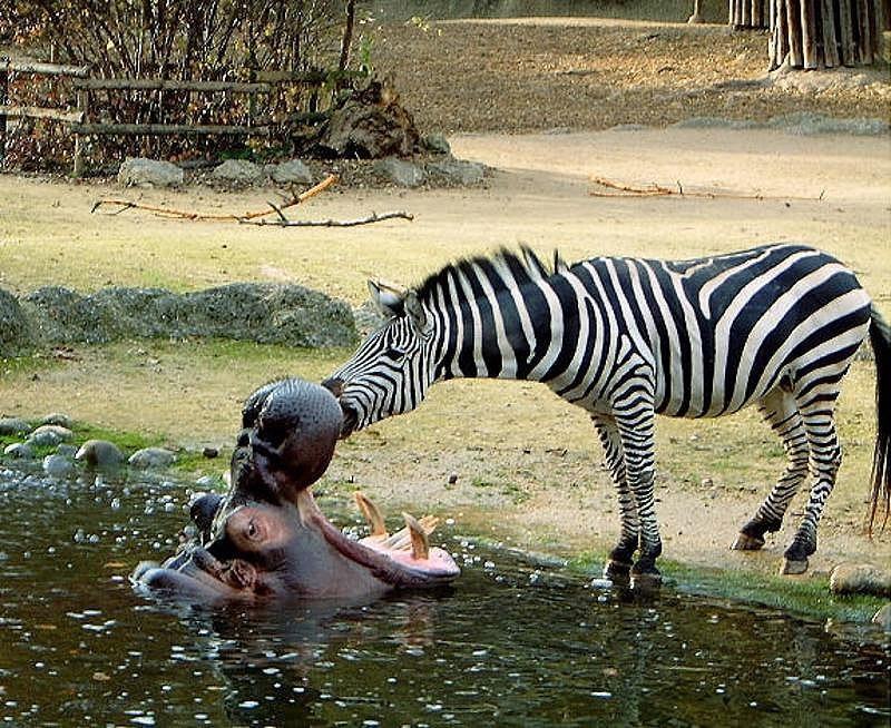 Найзворушливіші приклади дружби серед тварин