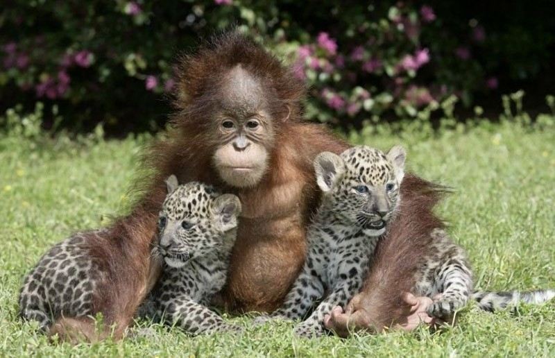 Найзворушливіші приклади дружби серед тварин