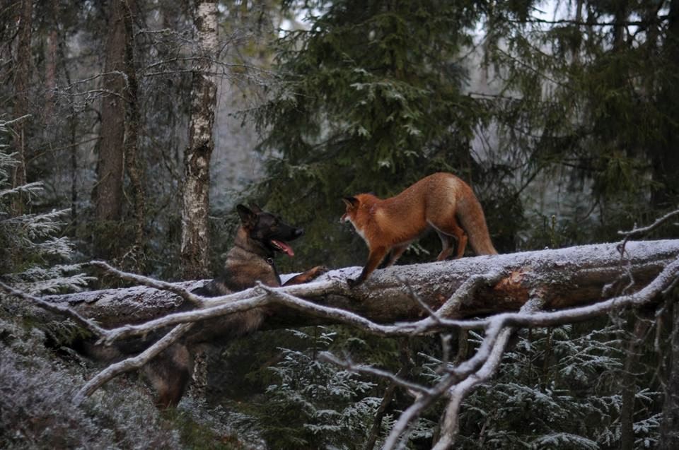 Неможлива дружба: лисиця і мисливський пес