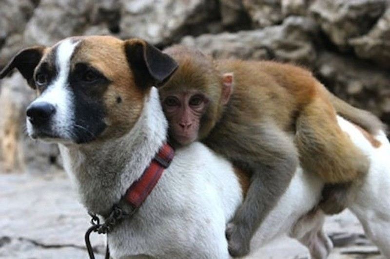 Найзворушливіші приклади дружби серед тварин