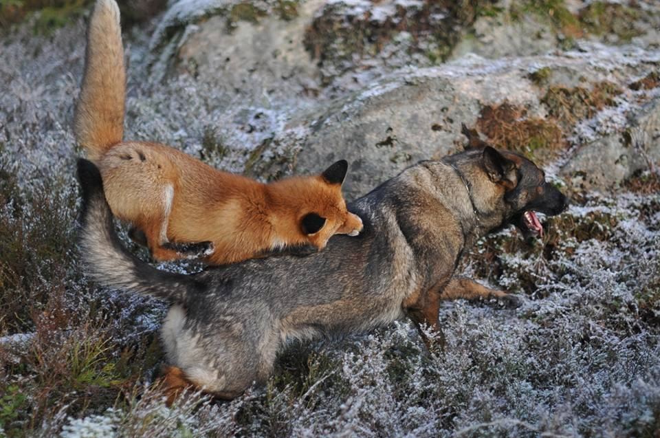 Невозможная дружба: лиса и охотничий пёс